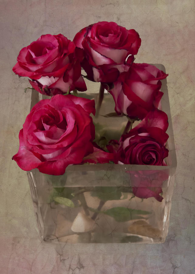 Vase Of Roses Photograph by Jean-Pierre Ducondi