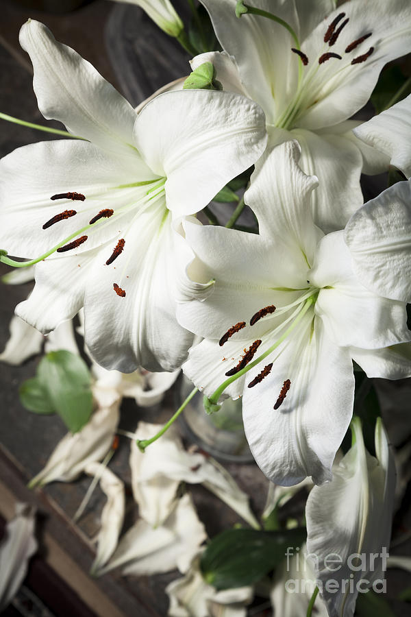 Vase white lilies with falling petals as they die Photograph by Peter Noyce