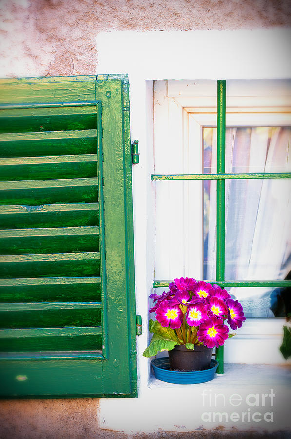 Vase with primroses and green shutter Photograph by Silvia Ganora