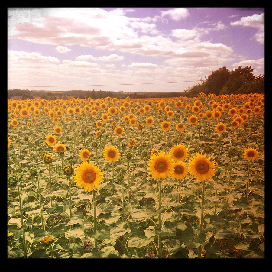 Sunflower Photograph - Vast Field Of Sunshine by Candace Fowler