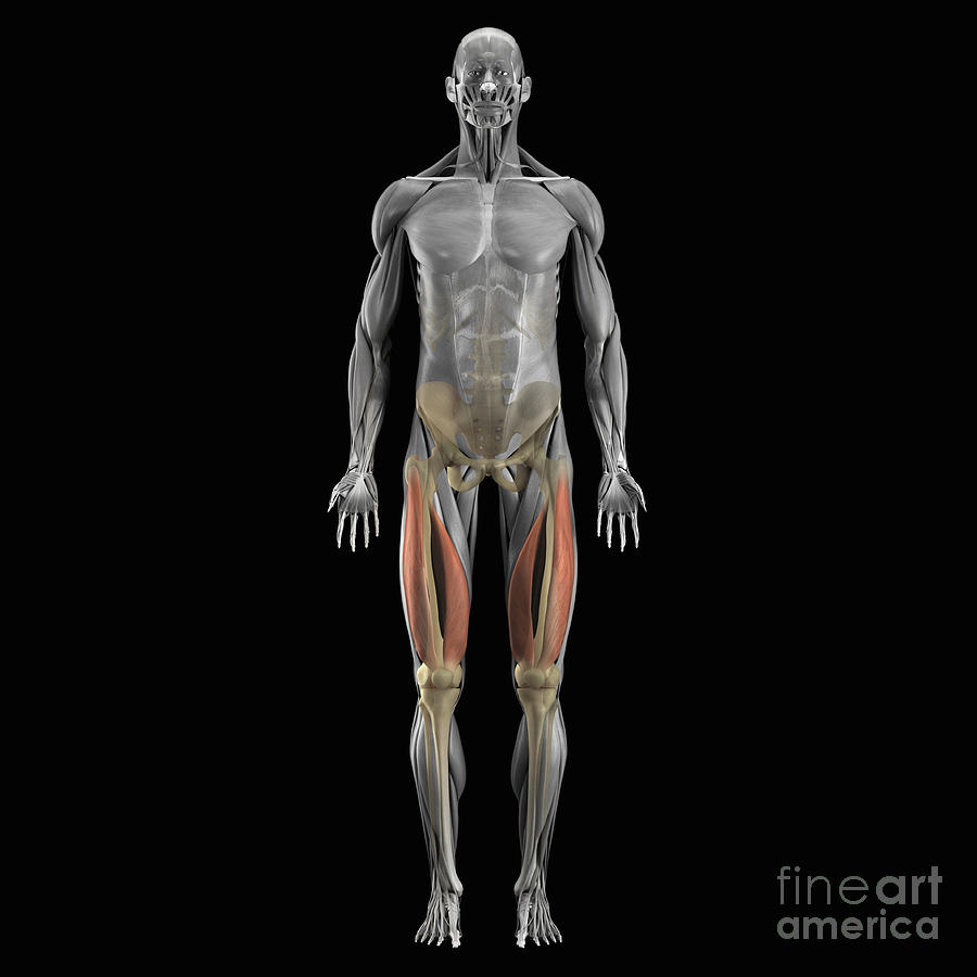 Vastus Medialis And Lateralis Muscles Photograph by Science Picture Co