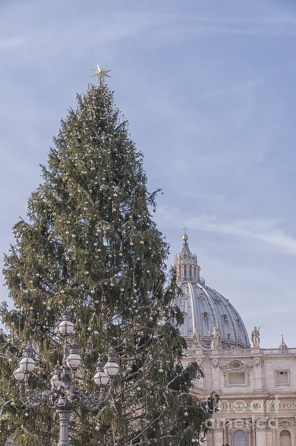 Vatican Christmas Tree Photograph by Antony McAulay