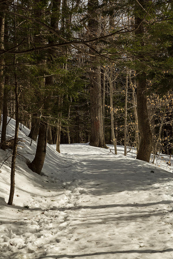 Winter Photograph - Vaughan Woods Trail by Norm Rodrigue