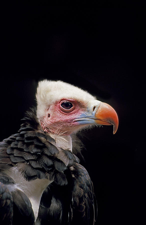 Vautour A Tete Blanche Trigonoceps Photograph by Gerard Lacz