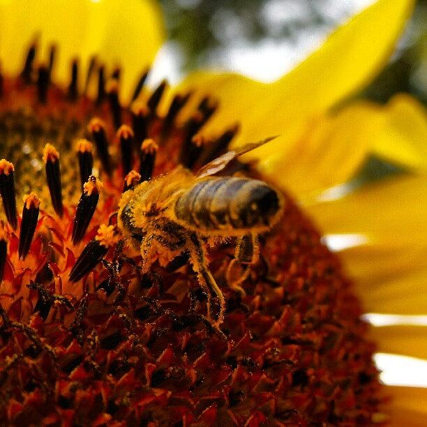 Sunflower Photograph - #vcielka #vcela #slnecnica #macro by Mato Mato