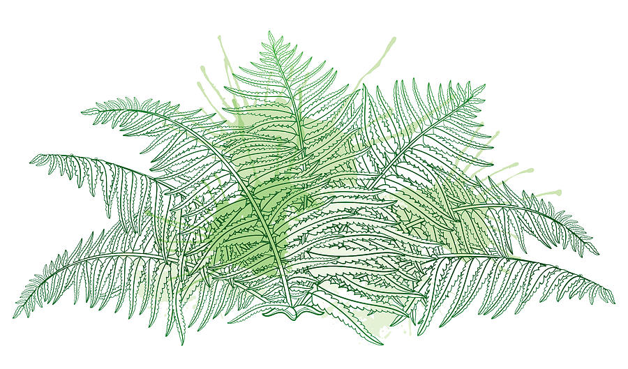Vector Drawing Of Outline Fossil Forest Digital Art by Bokasana