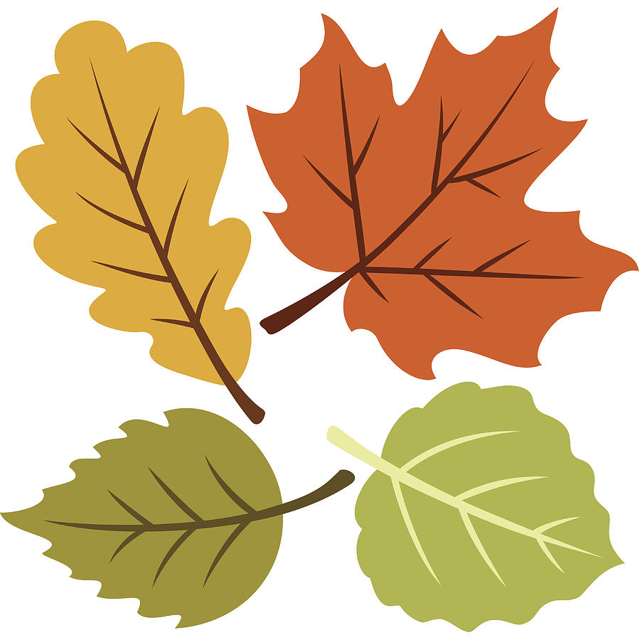 Vector illustration of four autumn leaves Drawing by Daz2d