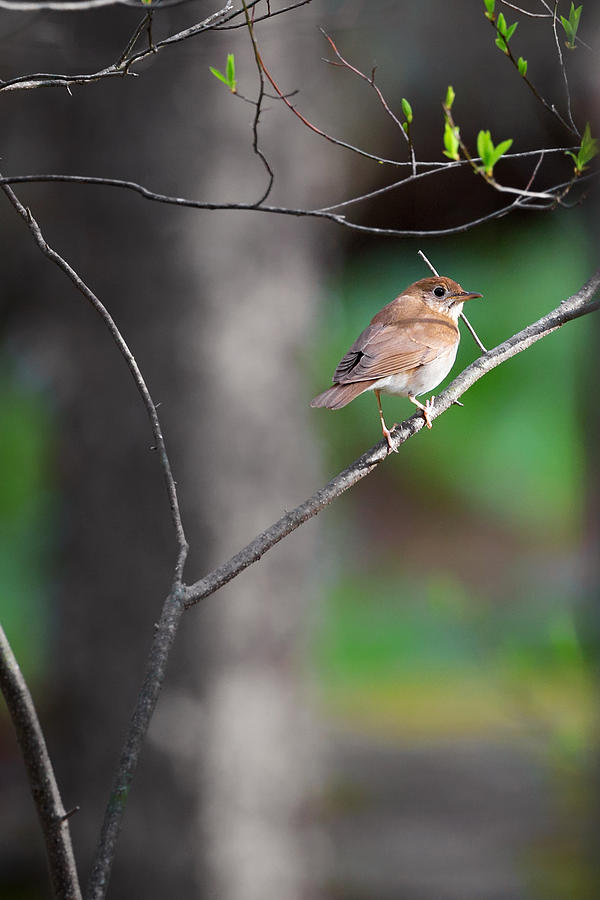 Veery Photograph by Bill Wakeley