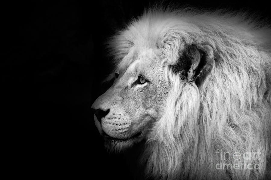 Animal Photograph - Vegas Lion - Black and White by Ian Monk