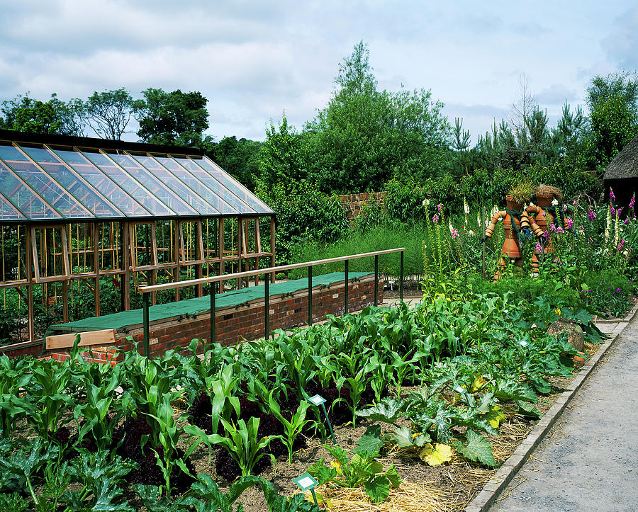 Summer Photograph - Vegetable Garden by Anthony Cooper/science Photo Library