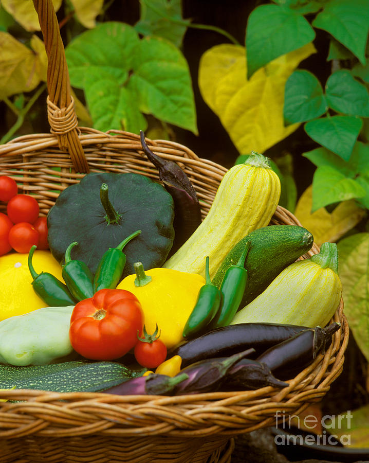 Vegetable Harvest Photograph by Craig Lovell