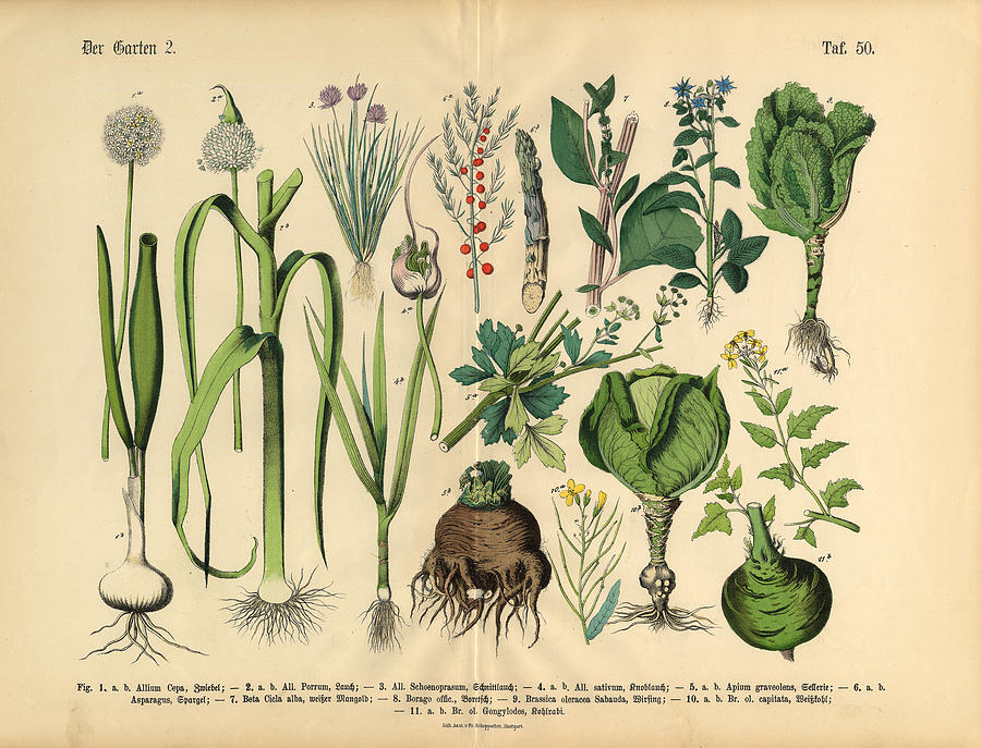 Vegetables, Fruit and Berries of the Garden, Victorian Botanical Illustration Drawing by Bauhaus1000
