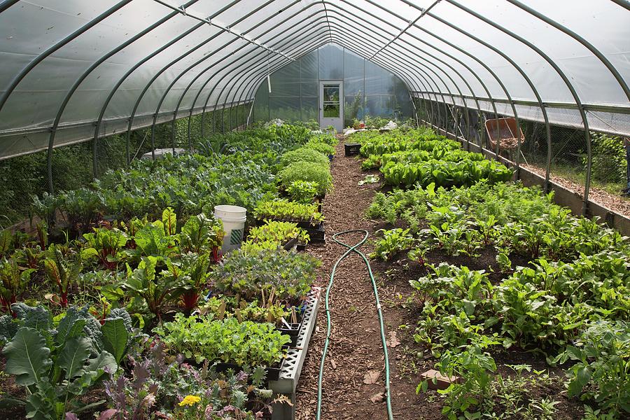 Vegetables In A Polytunnel Photograph by Jim West