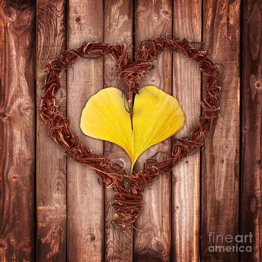 Love Photograph - Vegetal Hearts by Delphimages Photo Creations Love Photograph - Vegetal Hearts by Delphimages Photo Creations
