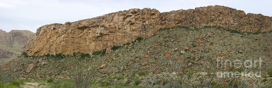 Vegetation At Cliff Base, Big Bend Photograph by Greg Dimijian
