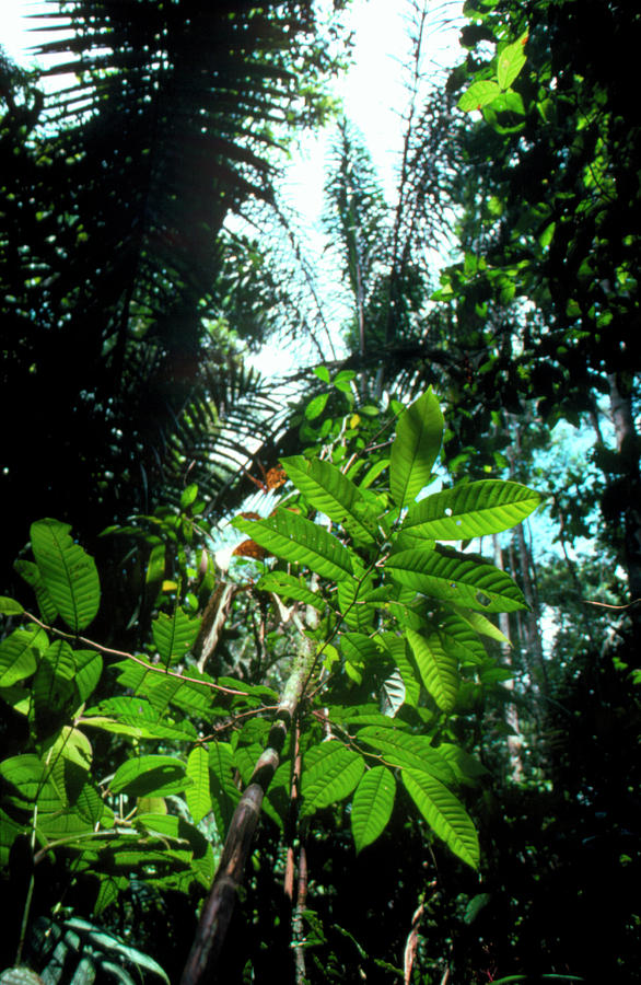 Vegetation In The Amazonian Rain Forest. Photograph by Andrew Mcclenaghan/science Photo Library