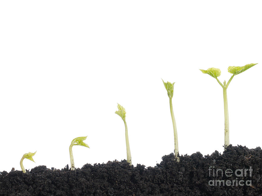 Growing earth. Ростки льна в начале вегетации фото. Straighter Side shoots Plant