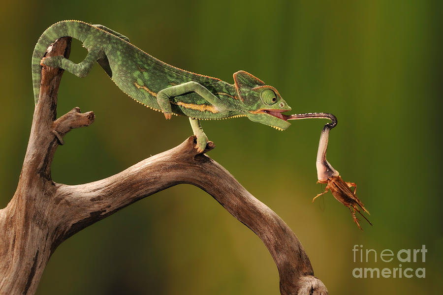 Wildlife Photograph - Veiled Chameleon Catches Cricket by Scott Linstead
