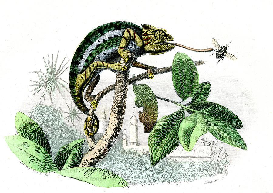 Veiled Chameleon Photograph by Science Photo Library Veiled Chameleon Photograph by Science Photo Library