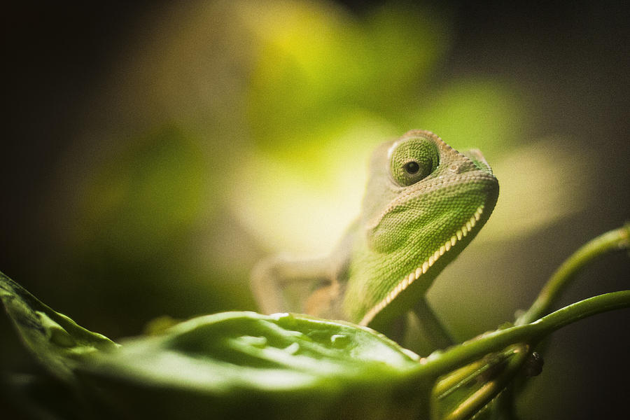 Veiled Chameleon Is Watching You Photograph