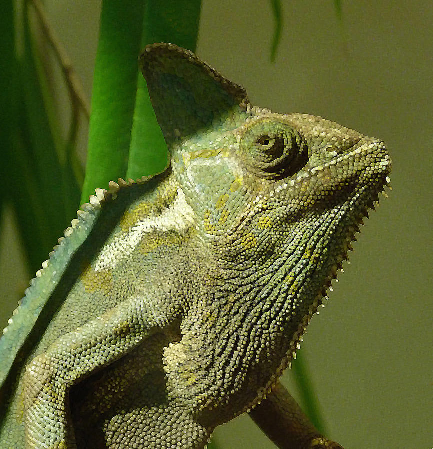 Veiled Chameleon Photograph by Margaret Saheed