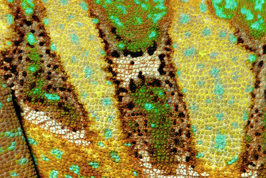 Veiled Chameleon Skin Photograph by Nigel Downer