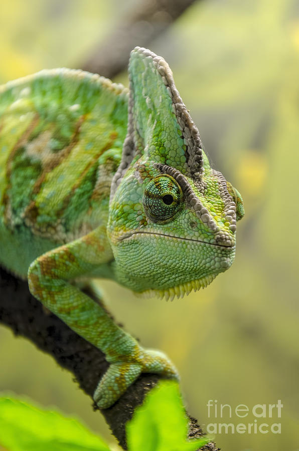 Veiled Chameleon Photograph by Steev Stamford
