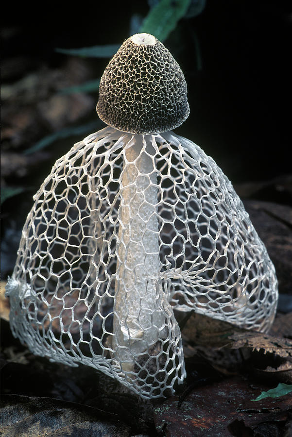 Veiled Lady Dictyophora Indusiata Photograph by Albert Lleal