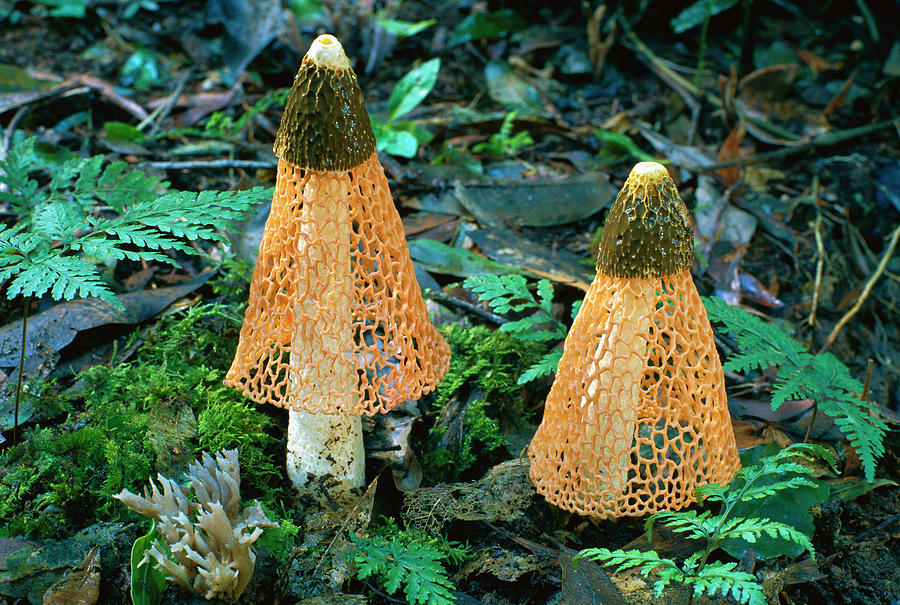 Mushroom Photograph - Veiled Lady Mushrooms by Glen Threlfo