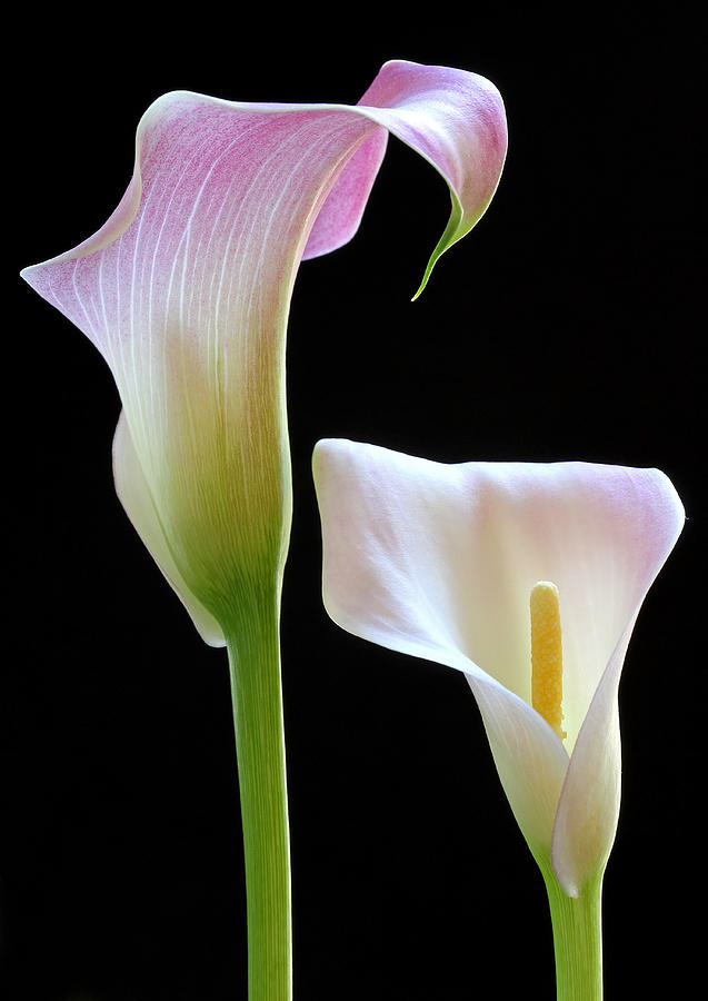 Lily Photograph - Veils of Bloom by Juergen Roth