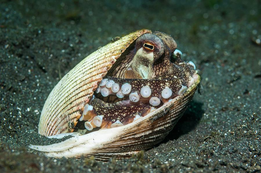 Veined Octopus Hiding In A Shell Photograph by Georgette Douwma/science Photo Library
