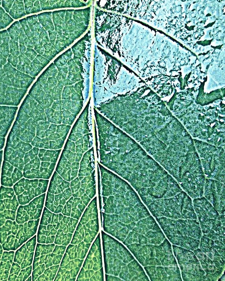 Veins Photograph by Angela Dalporto - Fine Art America