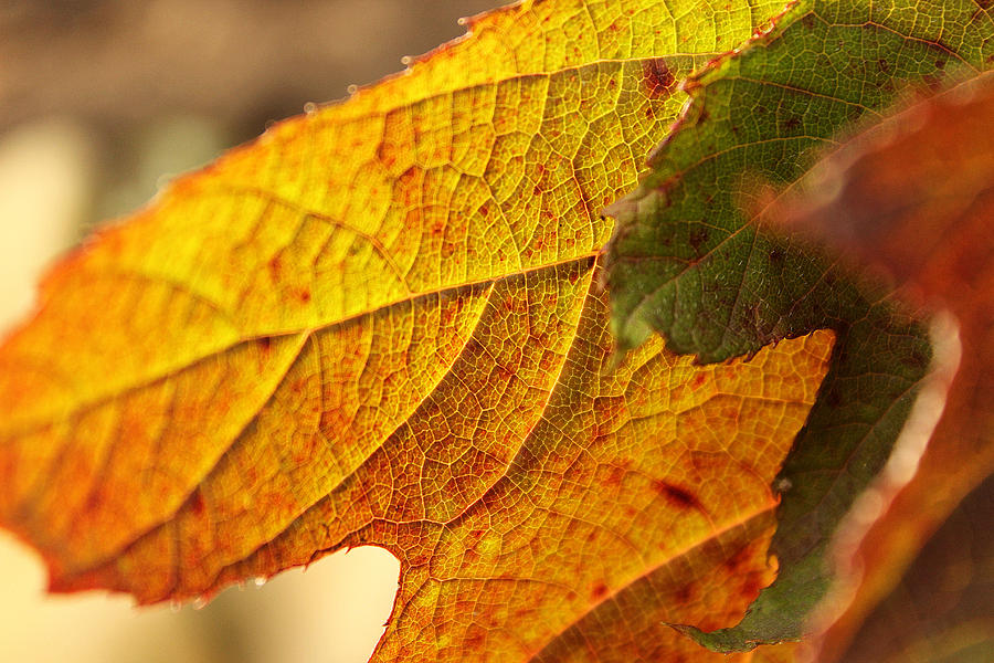 Veins Photograph by Kaitie James Photography - Fine Art America