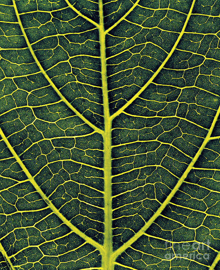 Veins Of A Leaf Photograph by Hermann Eisenbeiss