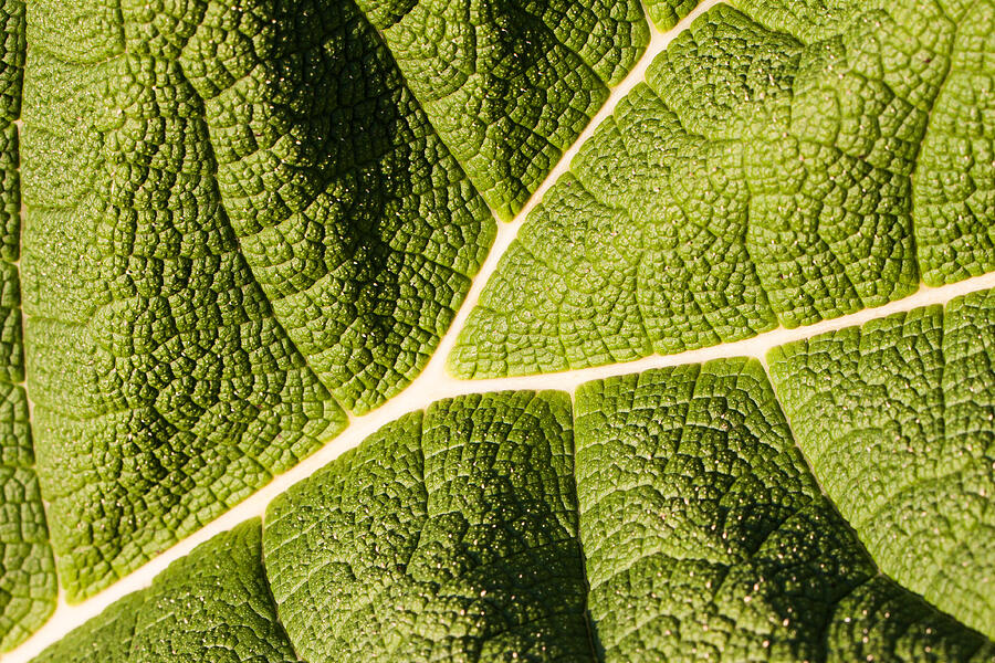 Veins of a Leaf Photograph by John Wadleigh
