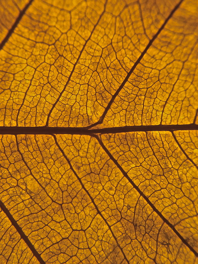 Veins of a Leaf Photograph by Timothy Schucker - Fine Art America