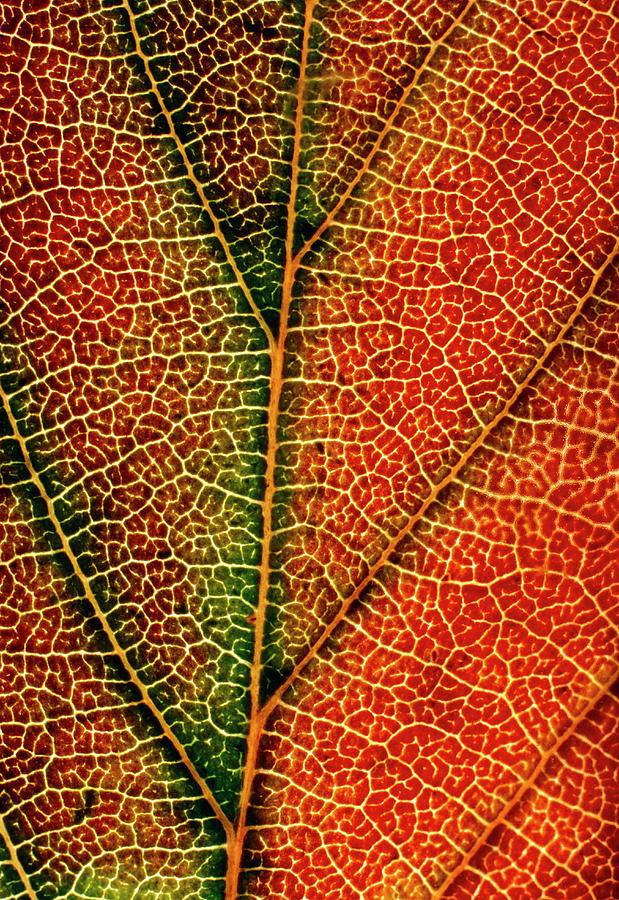 Veins Of Morello Cherry Leaf Photograph by Dr Jeremy Burgess/science ...