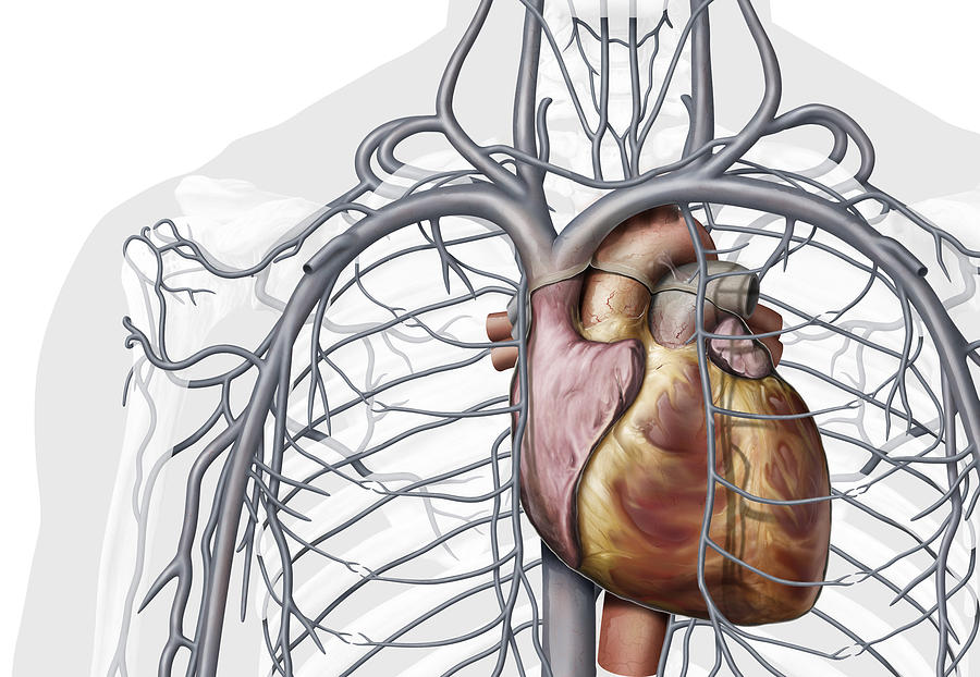 Veins Of The Chest, Illustration Photograph by QA ...