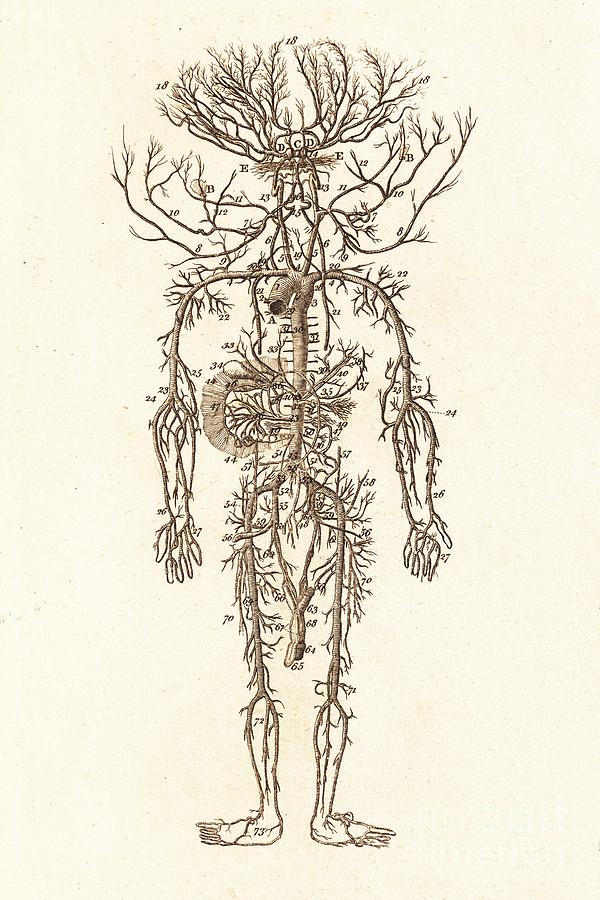 Veins Of The Human Circulatory System. Photograph by David Parker ...