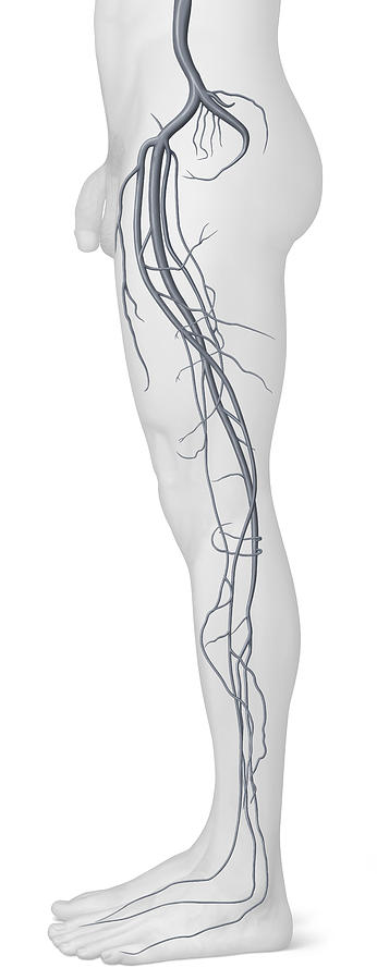 Veins Of The Leg, Illustration Photograph by QA International