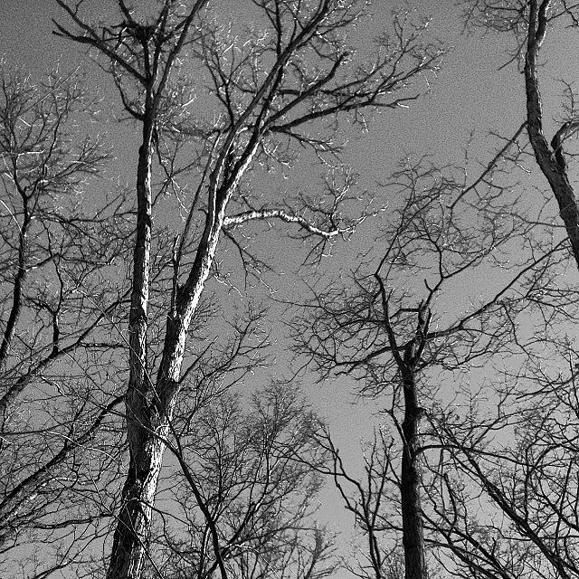 Tree Photograph - Veins Touching The Sky. #sky #tree by Renee Ellis