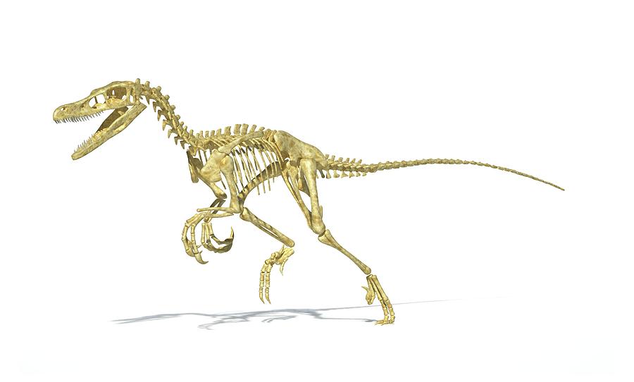 real velociraptor skeleton