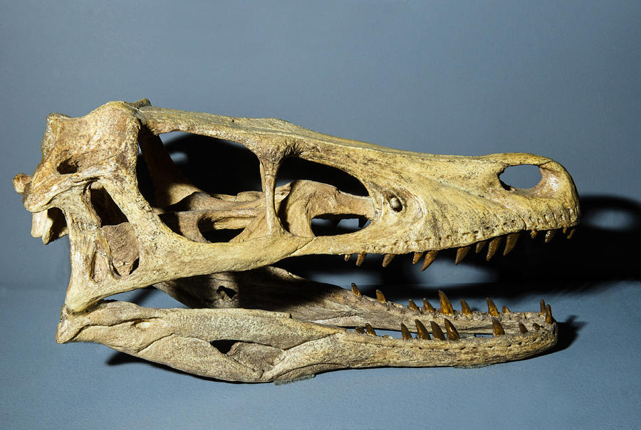 Velociraptor Dinosaur Skull Replica Photograph by Millard H Sharp