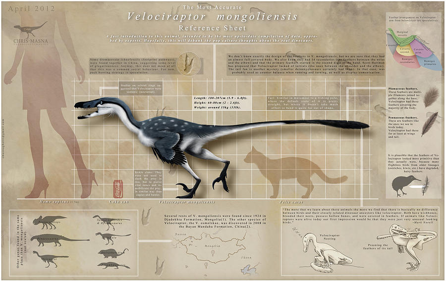 Velociraptor Infographic Digital Art by Christian Masnaghetti