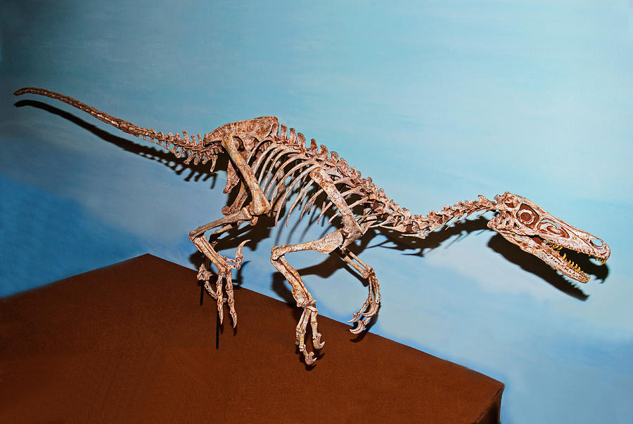 Velociraptor Skeleton Photograph by Millard H Sharp