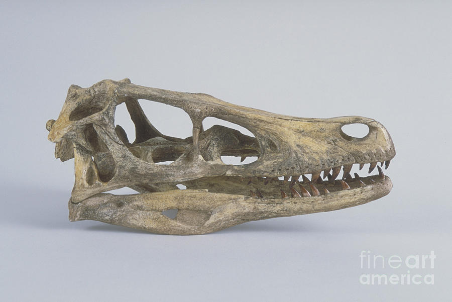 Velociraptor Skull Photograph by Barbara Strnadova