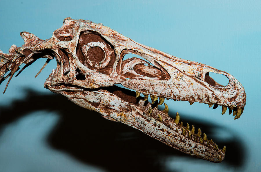 Velociraptor Skull Photograph by Millard H Sharp