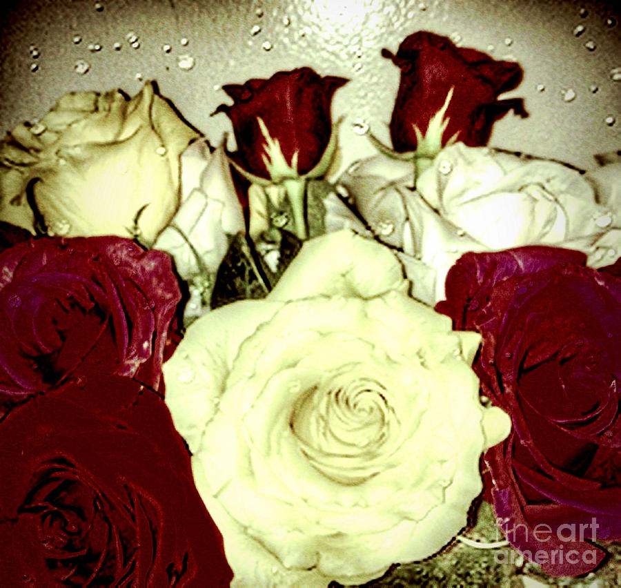 Velvet and Stain Roses Photograph by Gayle Price Thomas