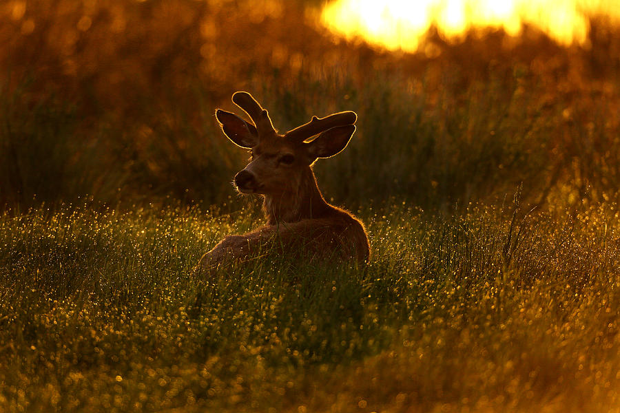 Velvet buck Photograph by Jeff Shumaker