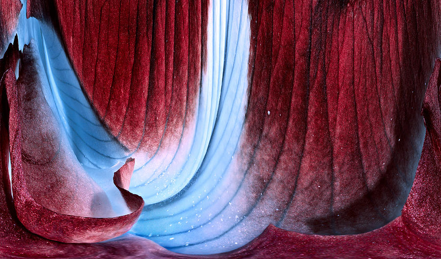 Velvet Cave Photograph by Russell Brown